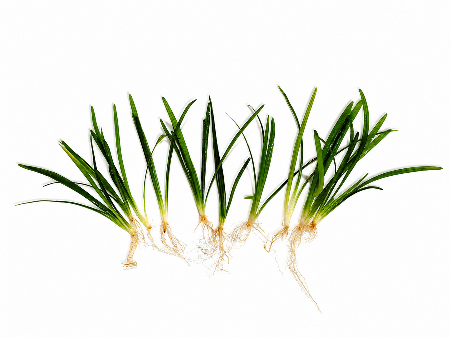 10 x Sagittaria Subulata Var. Pusilla Live Aquarium Plant Foreground Aquascape