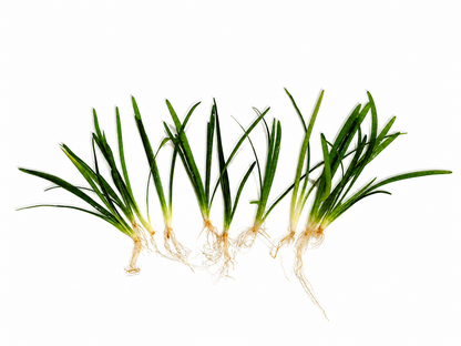 10 x Sagittaria Subulata Var. Pusilla Live Aquarium Plant Foreground Aquascape