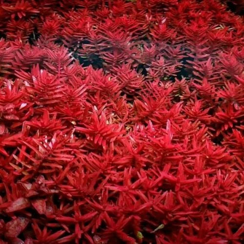 10 stems Rotala Blood Red Live Aquarium Plants Tropical Aquascaping Tank