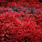10 stems Rotala Blood Red Live Aquarium Plants Tropical Aquascaping Tank