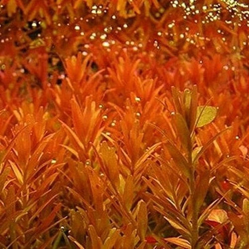10 stems Rotala Rotundifolia Orange Juice Live Aquarium Plant Tank Aquascaping