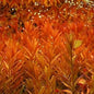 10 stems Rotala Rotundifolia Orange Juice Live Aquarium Plant Tank Aquascaping