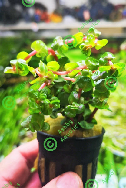 10 stems Rotala Rotundifolia Orange Juice Live Aquarium Plant Tank Aquascaping