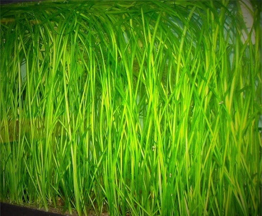 10 x Straight Jungle Vallis Vallisneria Spiralis Live Aquarium Plants
