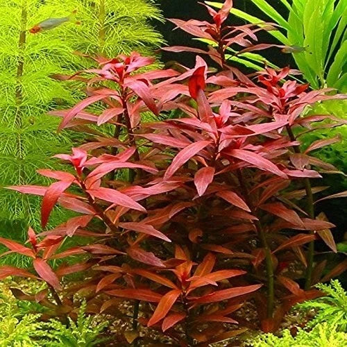 10 x stems LUDWIGIA PERENNIS live aquarium plants RED FISH TANK PLANT TROPICAL