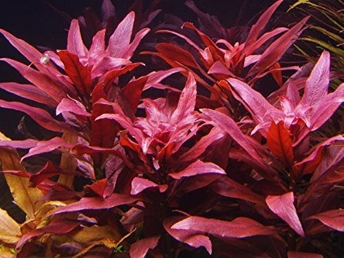 10 x stems LUDWIGIA PERENNIS live aquarium plants RED FISH TANK PLANT TROPICAL
