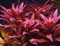 10 x stems LUDWIGIA PERENNIS live aquarium plants RED FISH TANK PLANT TROPICAL