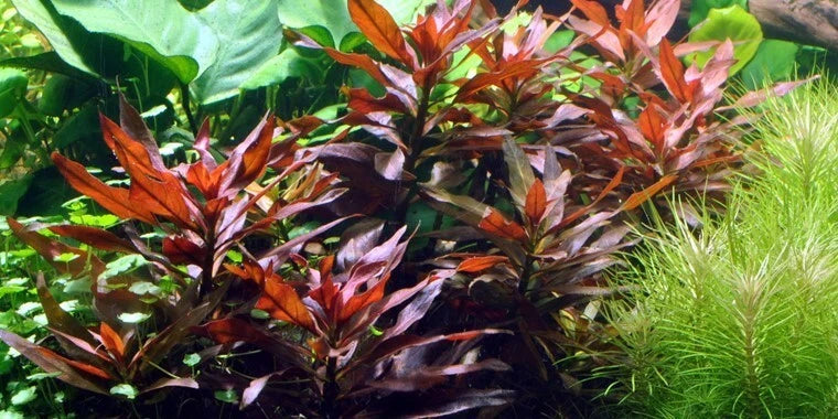 10 x stems LUDWIGIA PERENNIS live aquarium plants RED FISH TANK PLANT TROPICAL