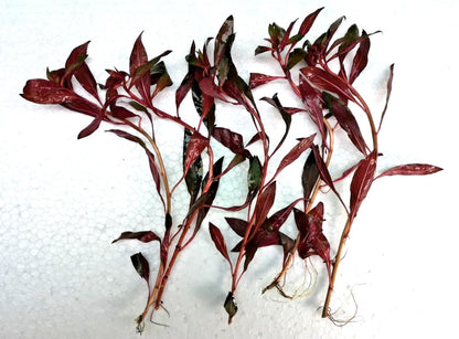 10 x stems LUDWIGIA PERENNIS live aquarium plants RED FISH TANK PLANT TROPICAL