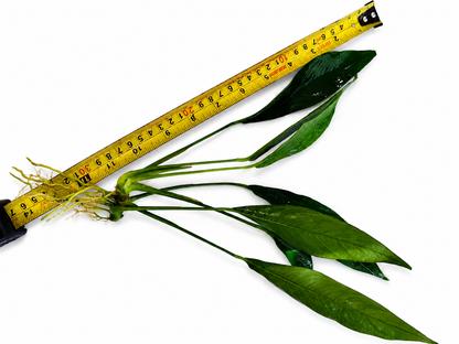 XL Anubias Congensis (22–35cm)