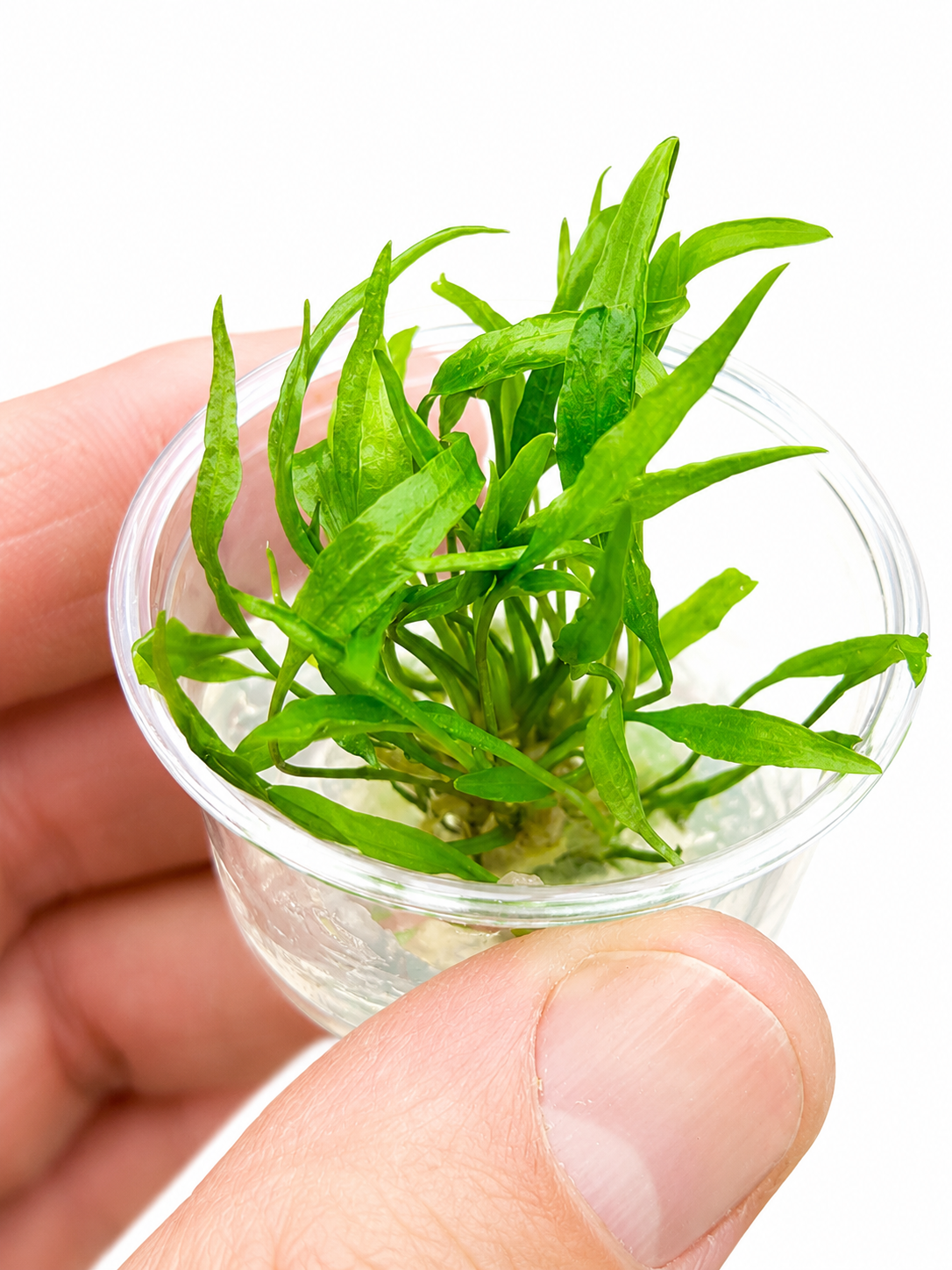 Cryptocoryne Wendtii ‘Green’ In Vitro Aquarium Plant – Small