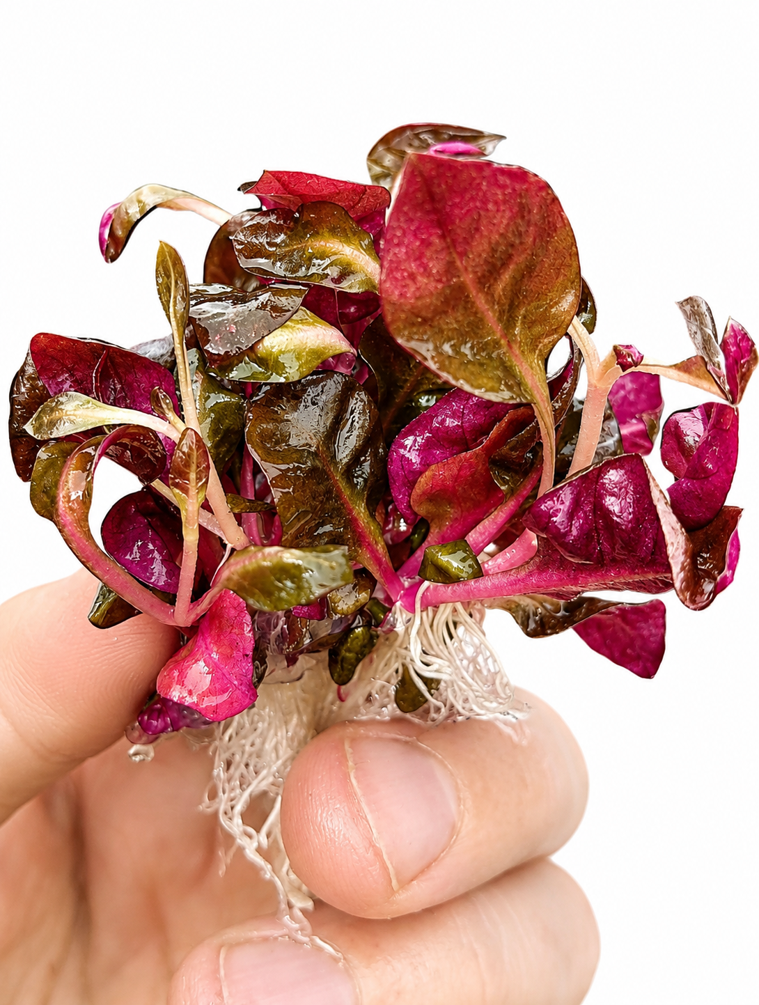 Alternanthera Reineckii ‘Rosaefolia’ In Vitro Aquarium Plant – Small