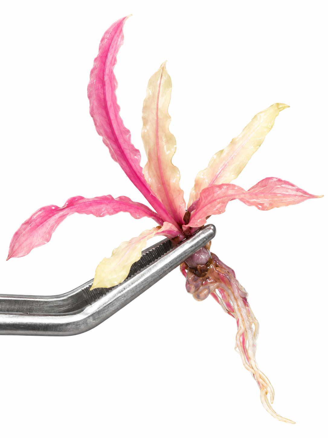 Cryptocoryne crispatula Balansae Pink small in vitro aquarium plant