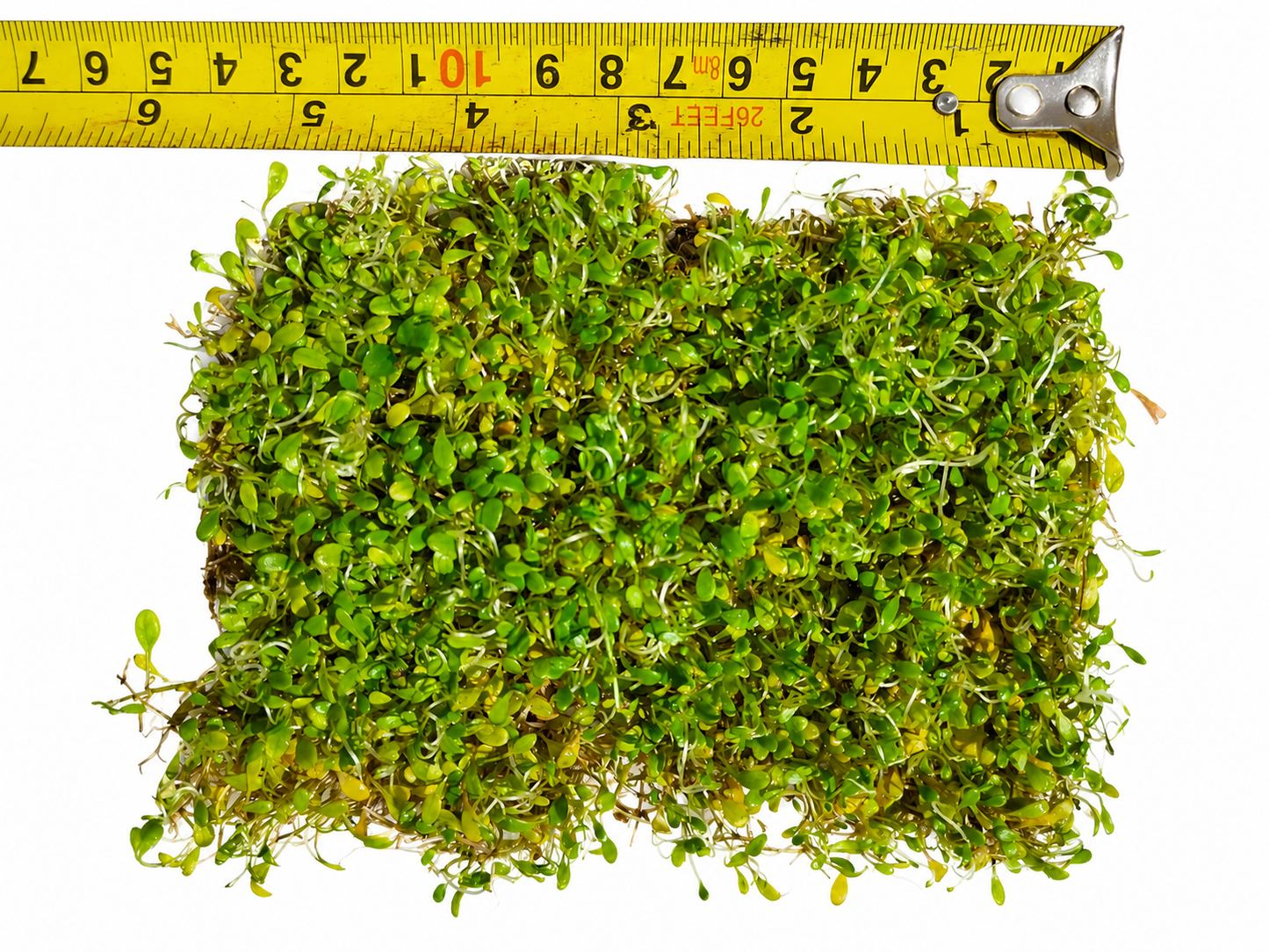Glossostigma Elatinoides Mat – Live Aquarium Carpeting Plant
