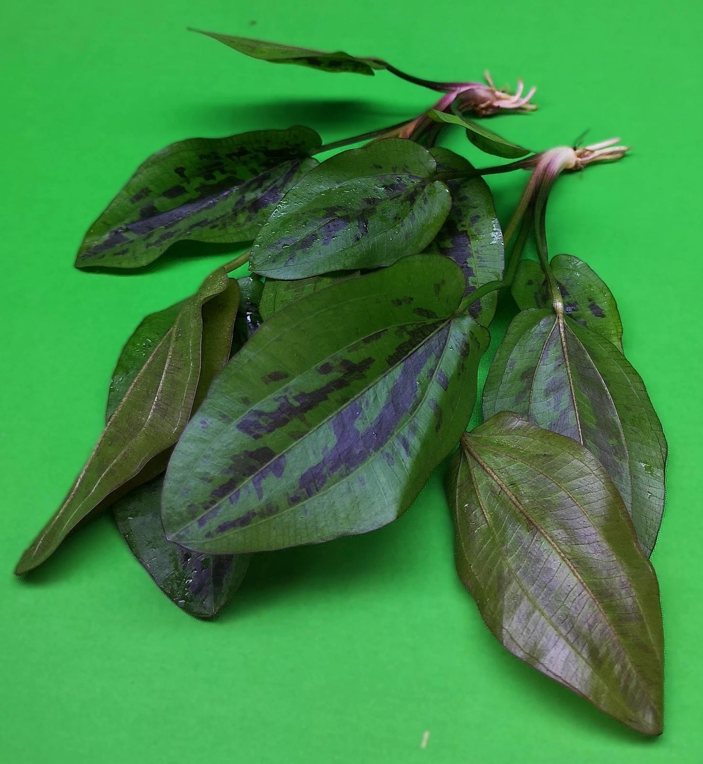 1 x Amazon Sword Echinodorus Chocolate Marble Live Aquarium Plants Tropical
