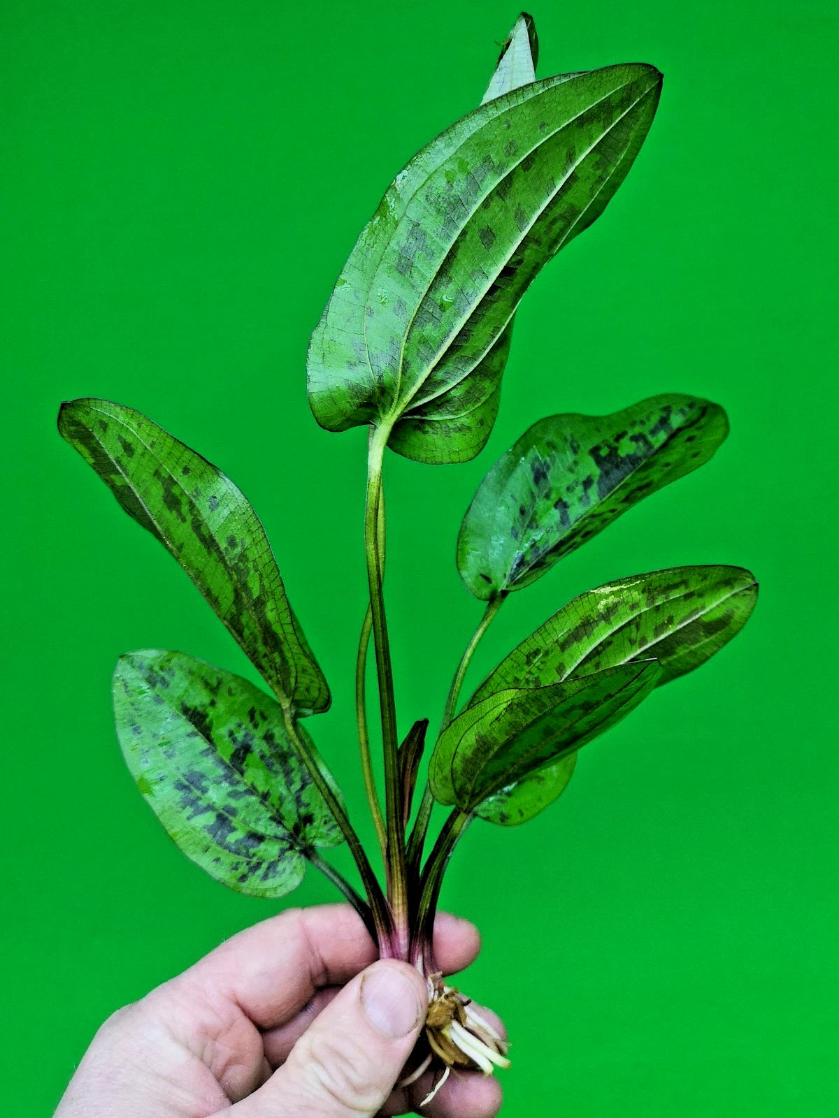 1 x Amazon Sword Echinodorus Chocolate Marble Live Aquarium Plants Tropical