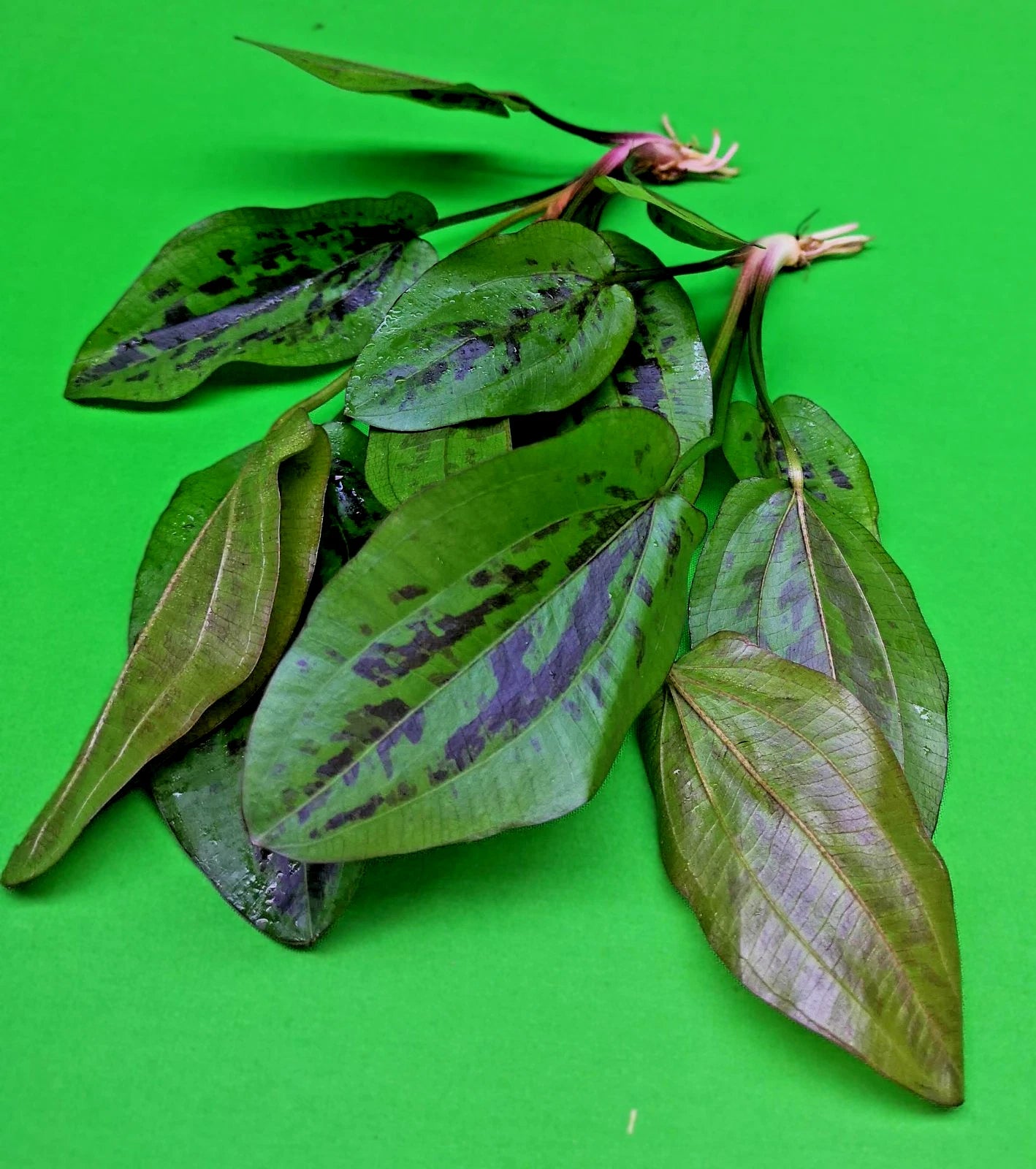 1 x Amazon Sword Echinodorus Chocolate Marble Live Aquarium Plants Tropical