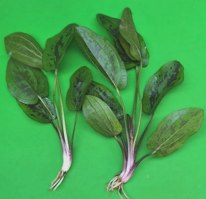1 x Amazon Sword Echinodorus Chocolate Marble Live Aquarium Plants Tropical