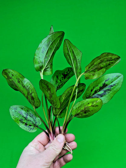 1 x Amazon Sword Echinodorus Chocolate Marble Live Aquarium Plants Tropical