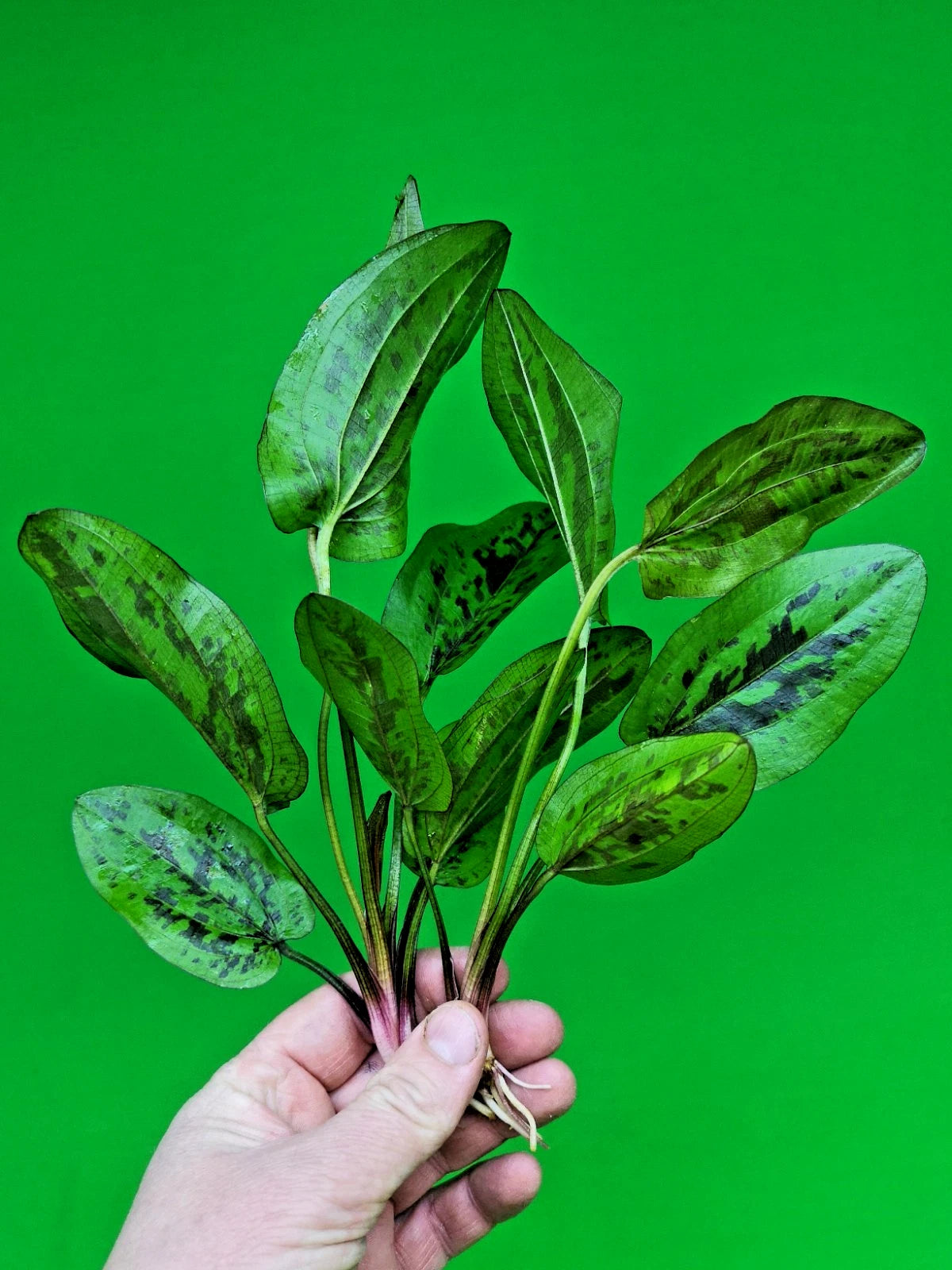 1 x Amazon Sword Echinodorus Chocolate Marble Live Aquarium Plants Tropical