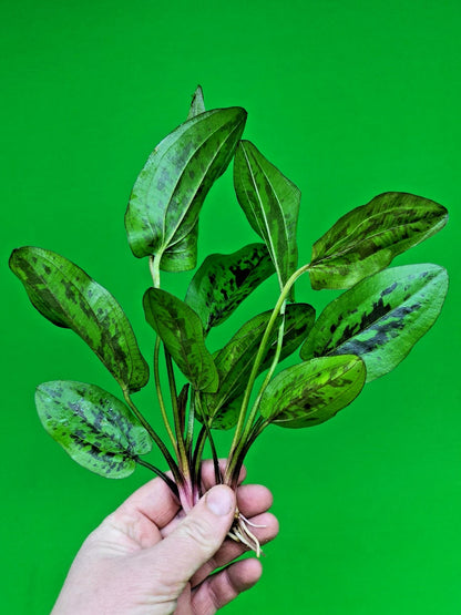 1 x Amazon Sword Echinodorus Chocolate Marble Live Aquarium Plants Tropical