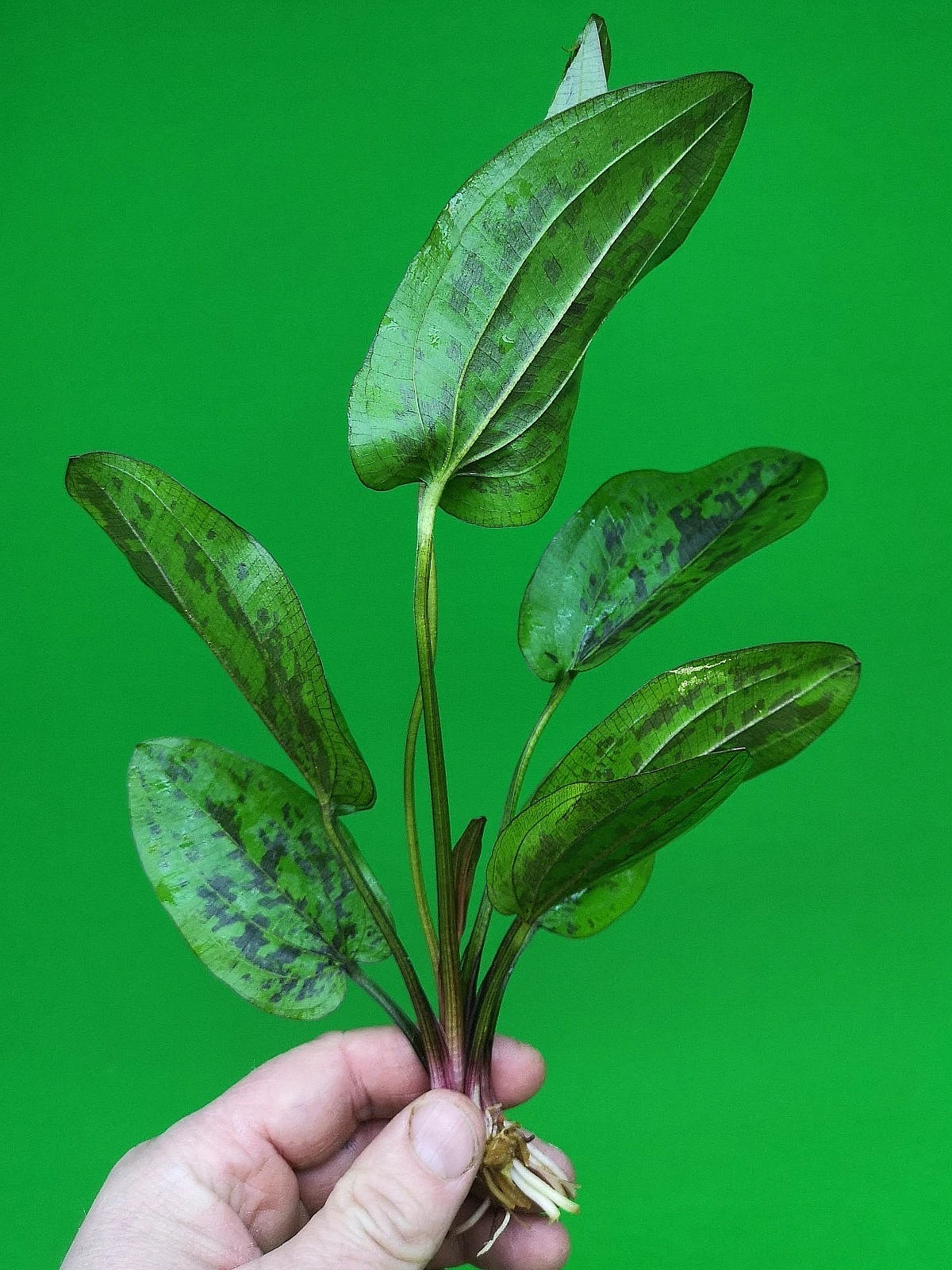 1 x Amazon Sword Echinodorus Chocolate Marble Live Aquarium Plants Tropical