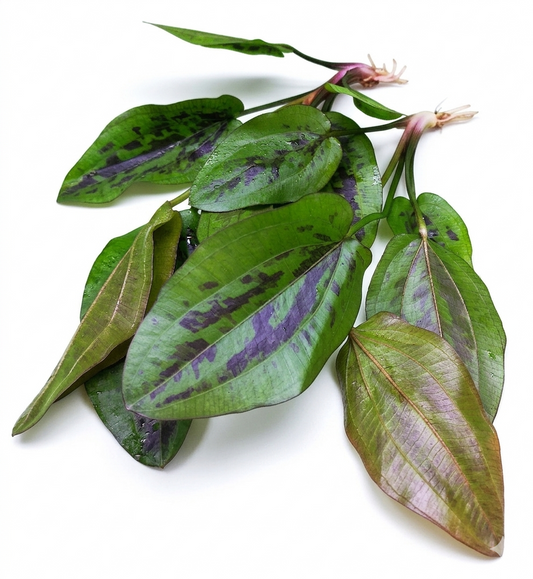 1 x Amazon Sword Echinodorus Chocolate Marble Live Aquarium Plants Tropical
