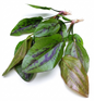 1 x Amazon Sword Echinodorus Chocolate Marble Live Aquarium Plants Tropical