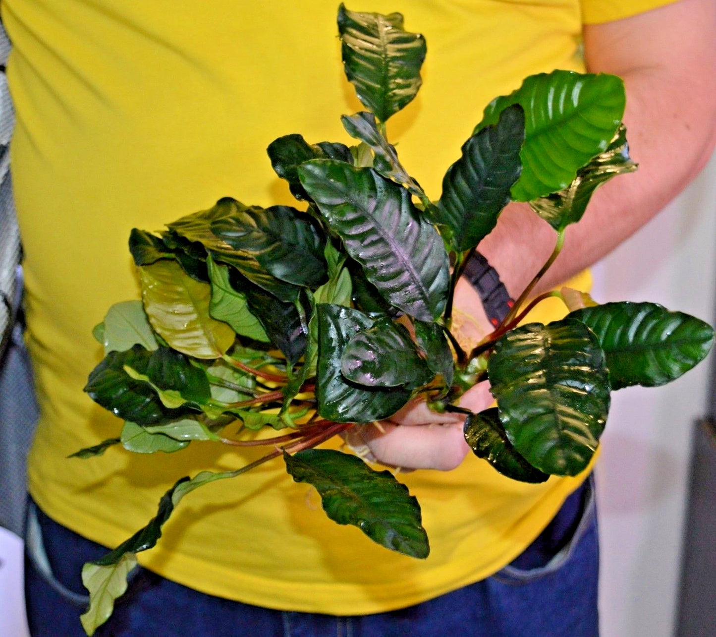 1 x Anubias "Coffefolia" Live Aquarium Aquatic Tropical Plant Fish Tank