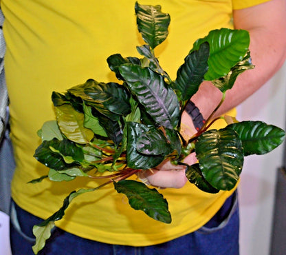 1 x Anubias "Coffefolia" Live Aquarium Aquatic Tropical Plant Fish Tank