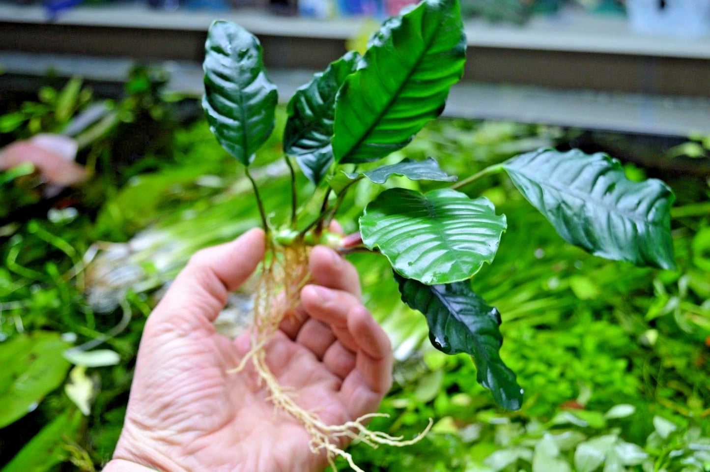 1 x Anubias "Coffefolia" Live Aquarium Aquatic Tropical Plant Fish Tank