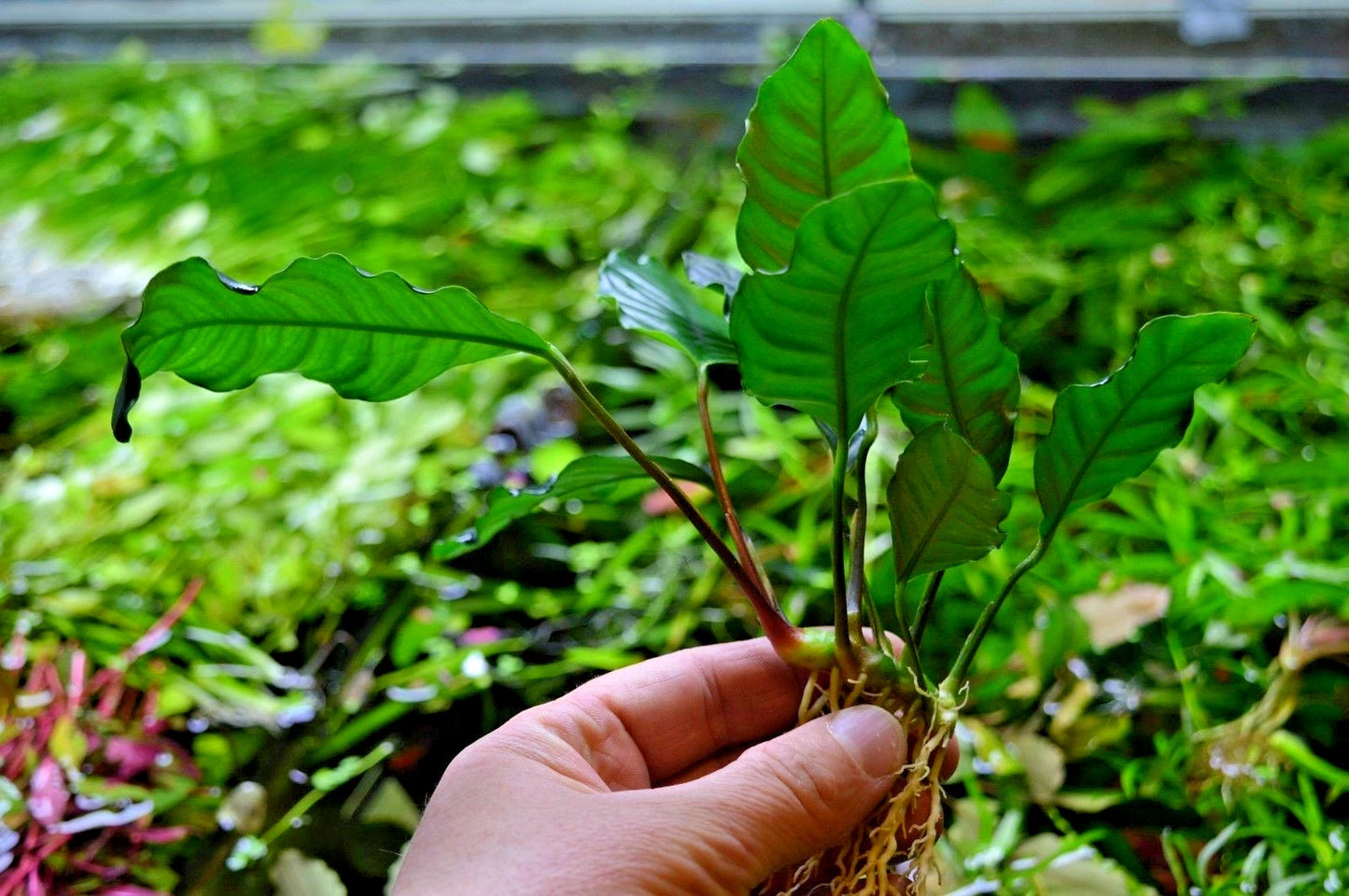 1 x Anubias "Coffefolia" Live Aquarium Aquatic Tropical Plant Fish Tank