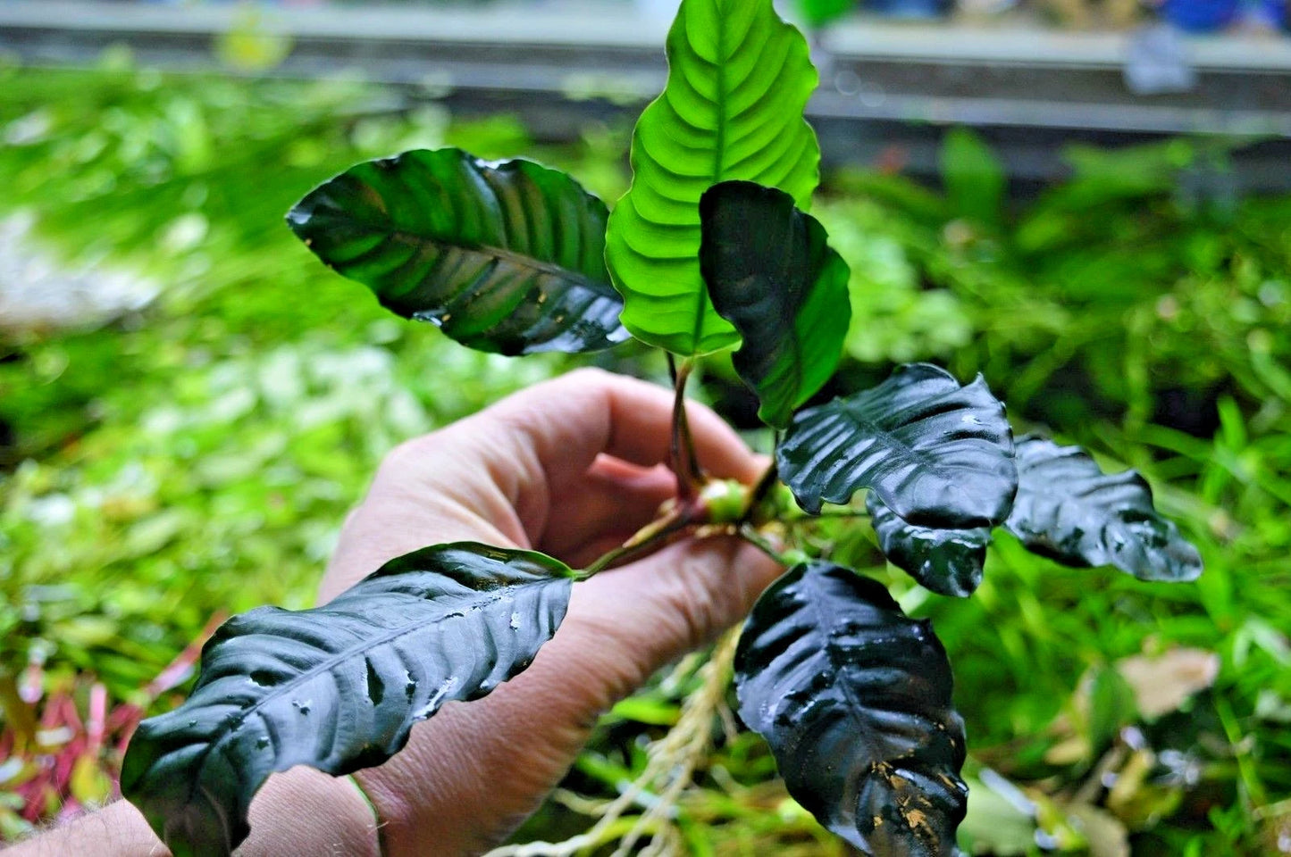1 x Anubias "Coffefolia" Live Aquarium Aquatic Tropical Plant Fish Tank