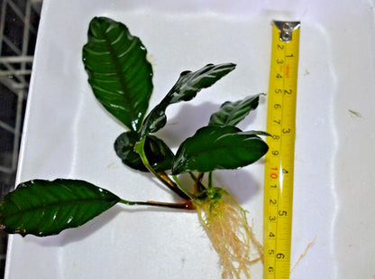 1 x Anubias "Coffefolia" Live Aquarium Aquatic Tropical Plant Fish Tank
