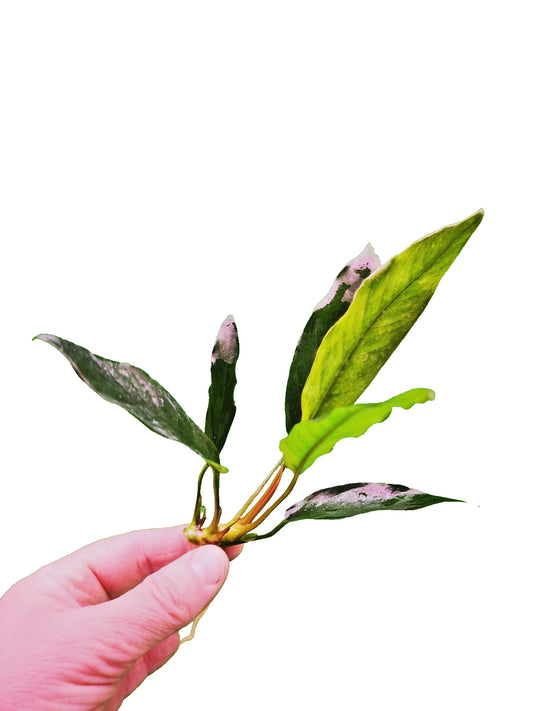 1 x Anubias "Glabra Minima" Live Aquarium Aquatic Tropical Plant Fish Tank