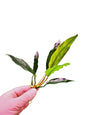 1 x Anubias "Glabra Minima" Live Aquarium Aquatic Tropical Plant Fish Tank