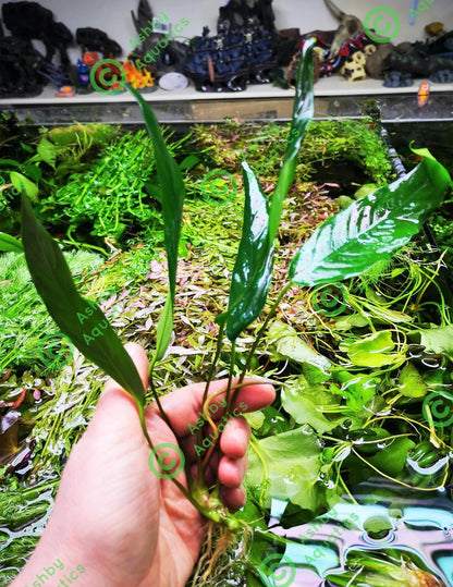 1 x Anubias "Glabra Minima" Live Aquarium Aquatic Tropical Plant Fish Tank