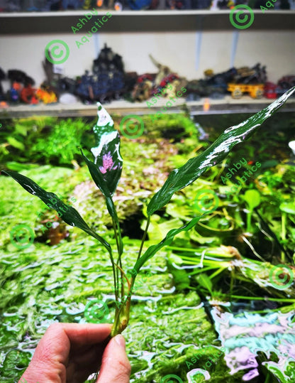 1 x Anubias "Glabra Minima" Live Aquarium Aquatic Tropical Plant Fish Tank