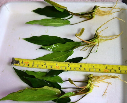 1 x Anubias "Glabra Minima" Live Aquarium Aquatic Tropical Plant Fish Tank