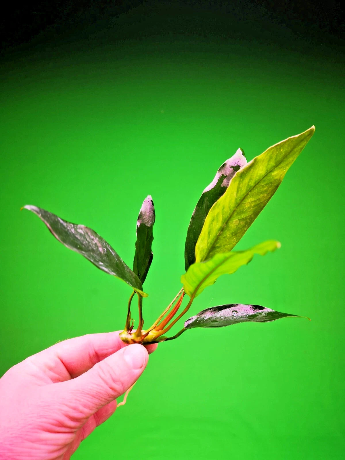 1 x Anubias "Glabra Minima" Live Aquarium Aquatic Tropical Plant Fish Tank