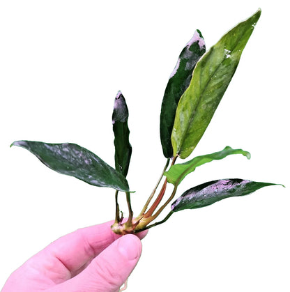 1 x Anubias "Glabra Minima" Live Aquarium Aquatic Tropical Plant Fish Tank