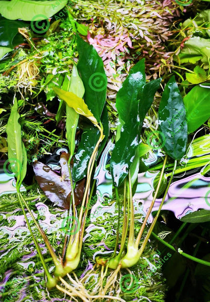 1 x Anubias "Glabra Minima" Live Aquarium Aquatic Tropical Plant Fish Tank