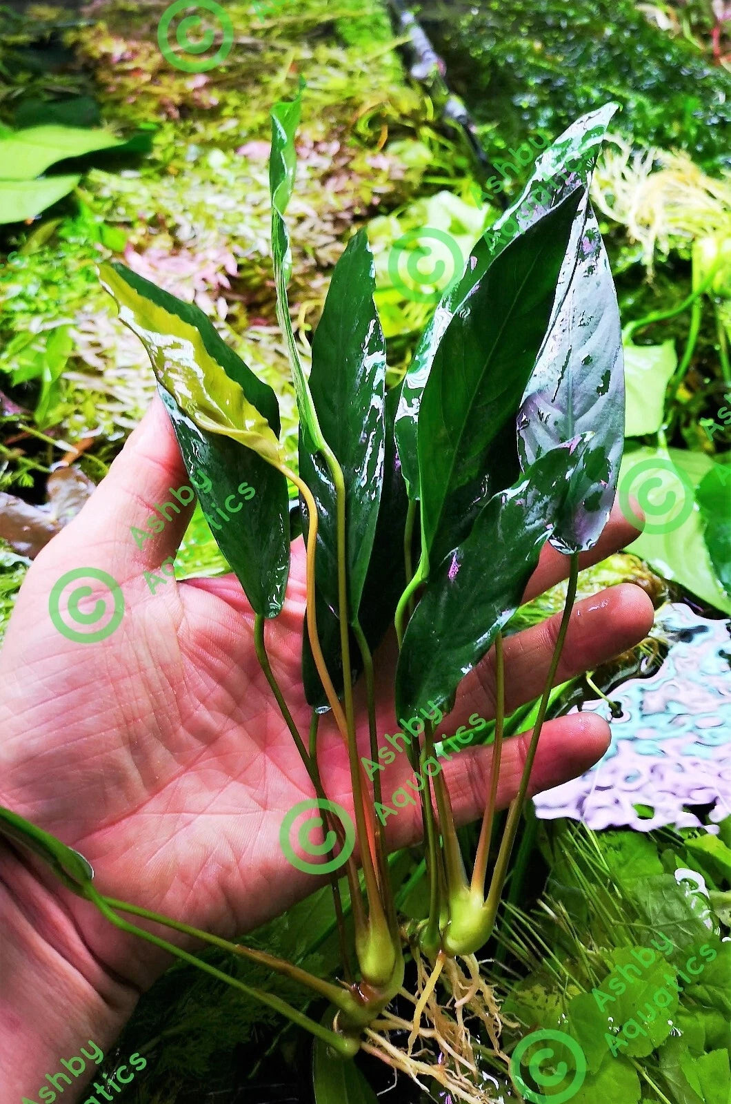 1 x Anubias "Glabra Minima" Live Aquarium Aquatic Tropical Plant Fish Tank