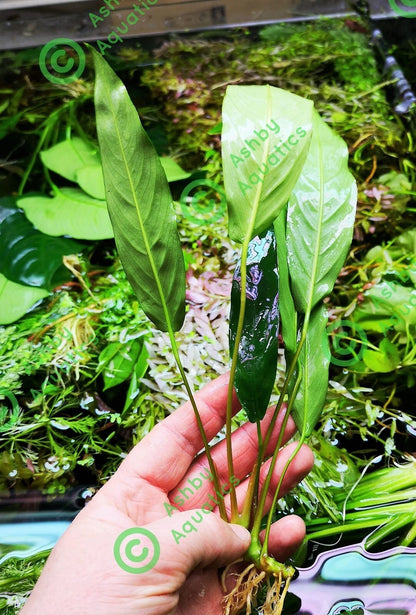 1 x Anubias "Glabra Minima" Live Aquarium Aquatic Tropical Plant Fish Tank