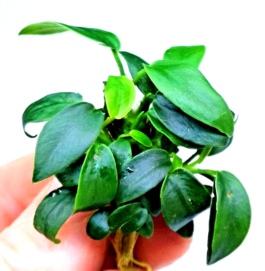 1 x Anubias Nana Bonsai Live Aquarium Aquatic Tropical Nano Aquascape Plant