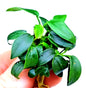 1 x Anubias Nana Bonsai Live Aquarium Aquatic Tropical Nano Aquascape Plant