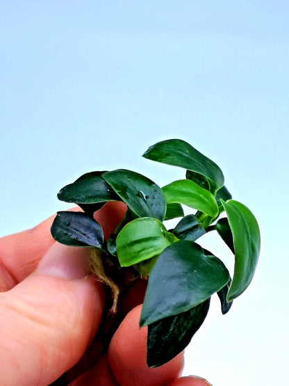 1 x Anubias Nana Bonsai Live Aquarium Aquatic Tropical Nano Aquascape Plant