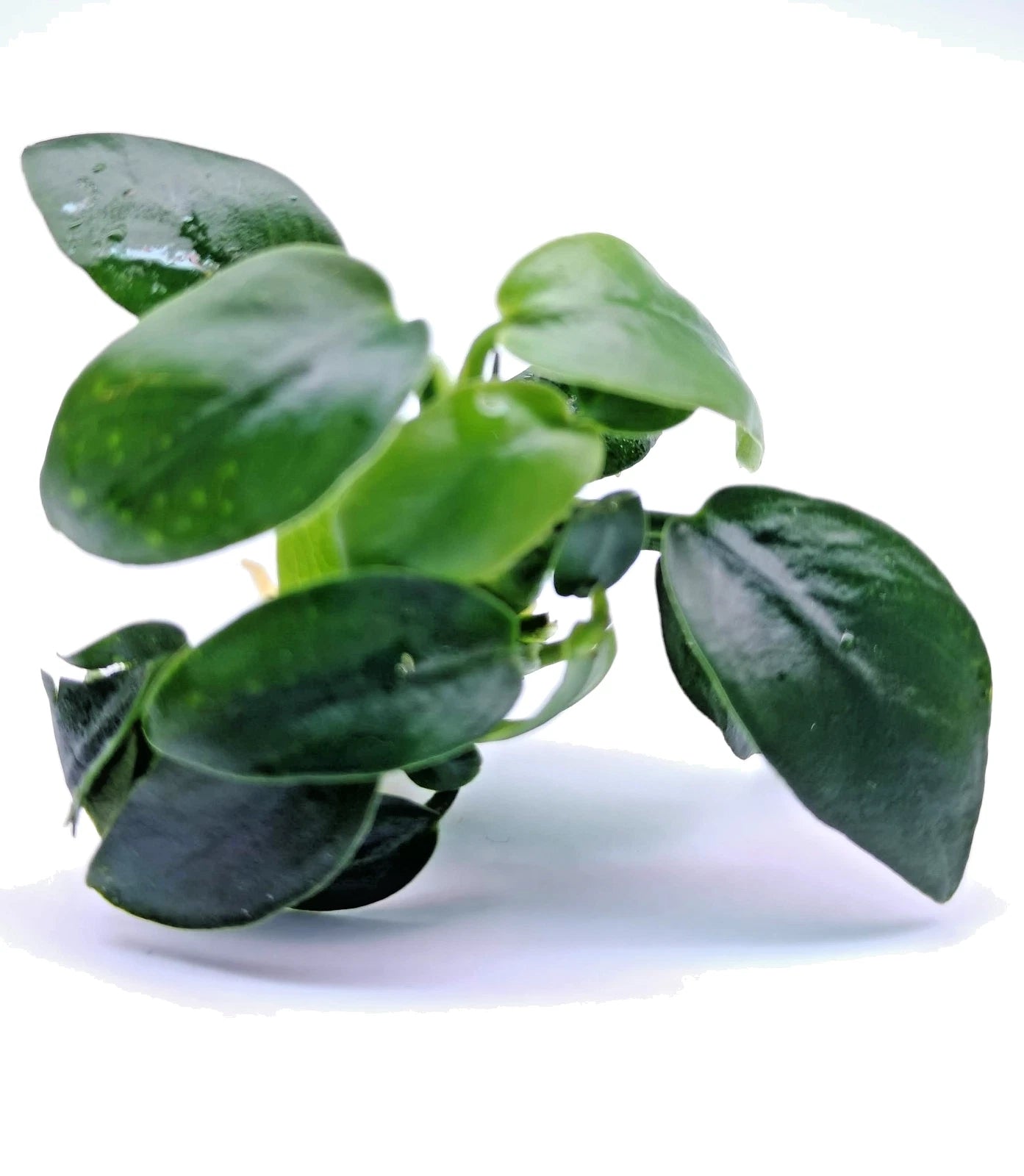 1 x Anubias Nana Bonsai Live Aquarium Aquatic Tropical Nano Aquascape Plant