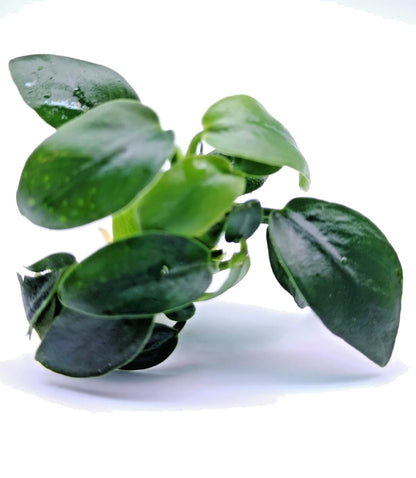 1 x Anubias Nana Bonsai Live Aquarium Aquatic Tropical Nano Aquascape Plant