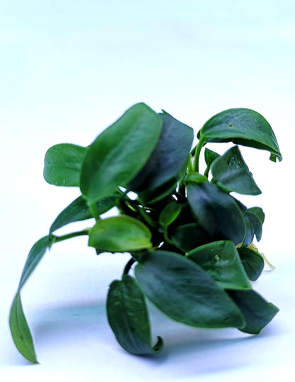 1 x Anubias Nana Bonsai Live Aquarium Aquatic Tropical Nano Aquascape Plant